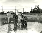 Getting dunked, 1960s by Western New England College